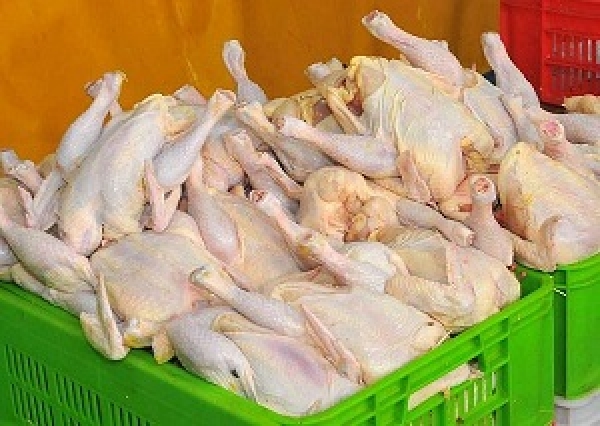 قیمت مرغ در بازار کاهش می‌یابد/افزایش تولید مرغداران از دی‌ماه